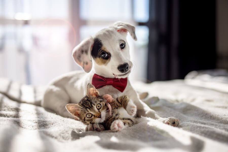 Hundewelpe und junge Katze auf dem Bett