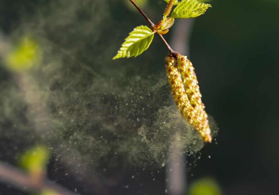 Flug von Birkenpollen durch Windstoß