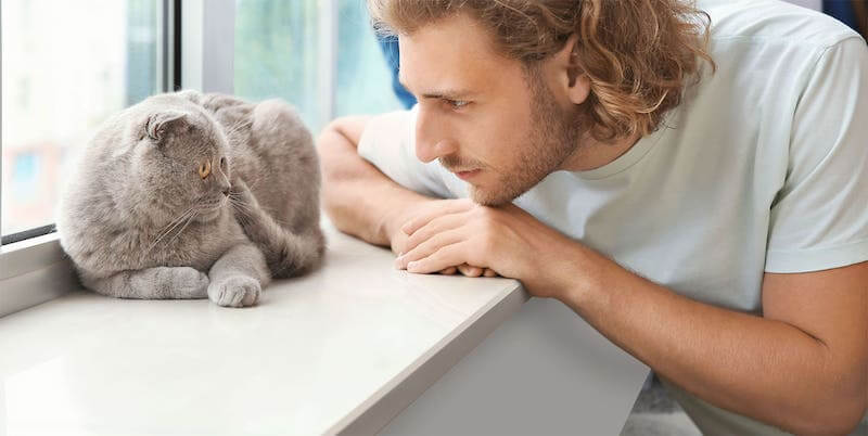 Katze auf Fensterbank